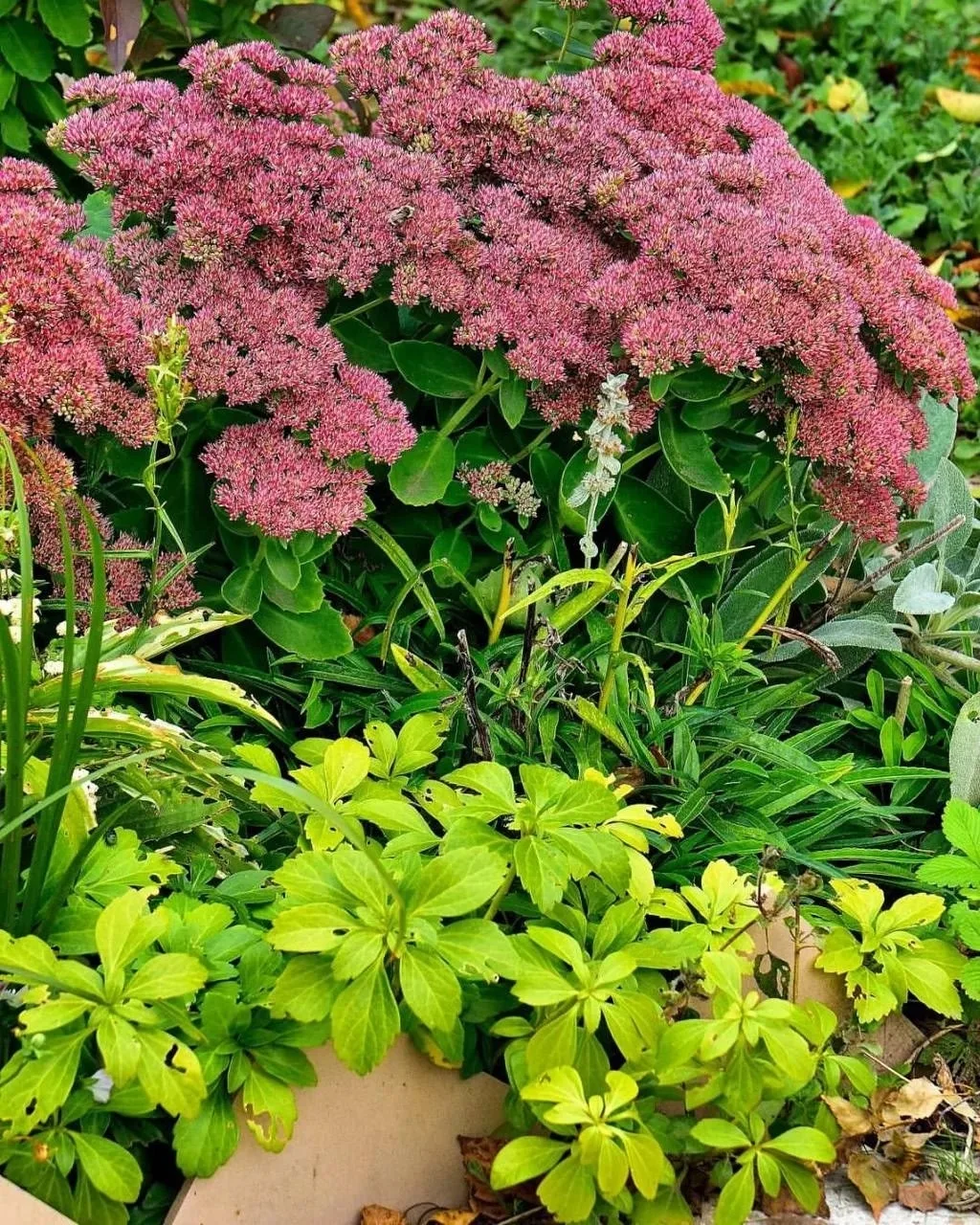 🌿 3 причины посадить очиток в саду 🌸