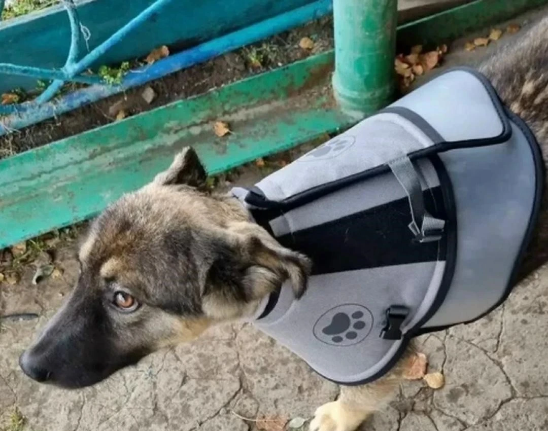 🥺 Десятимесячный щенок спас хозяев от медведя.