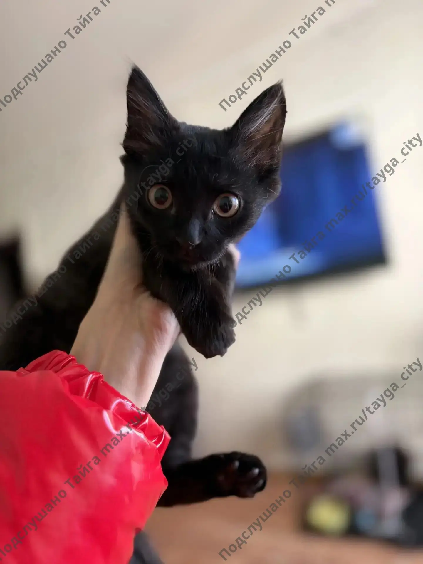 Котенок-мальчик в добрые руки.Найден на улице, находится сейчас на временной передержке...