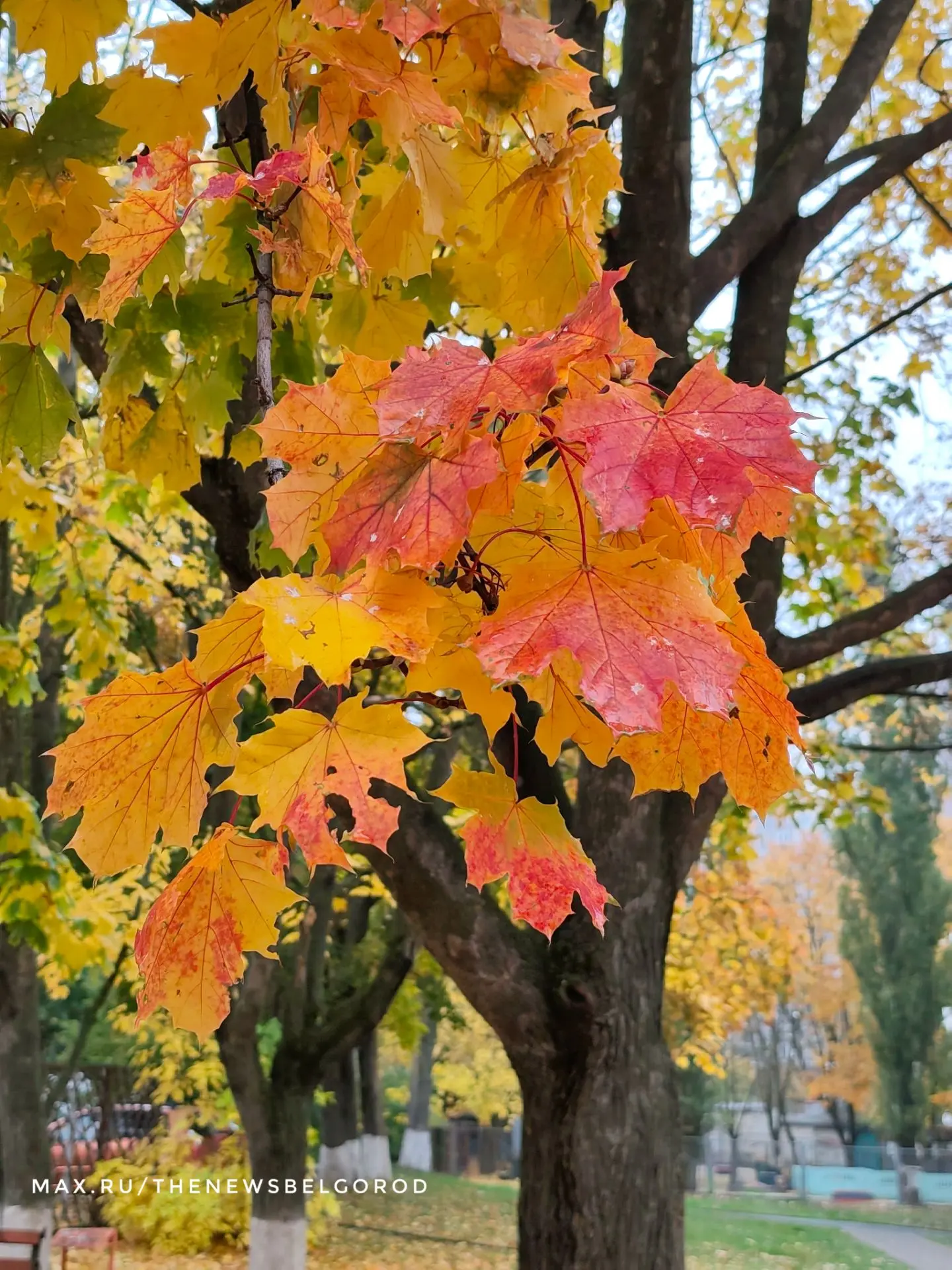 ☔ Выходные в Белгородской области будут по-осеннему теплыми, но зонтик лучше взять!