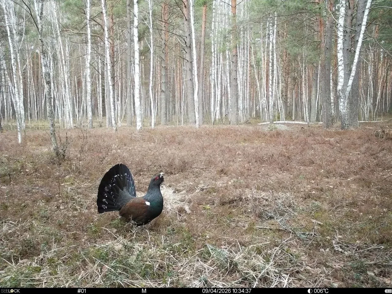 Фотоловушки «Брянского леса» показали, кто бродит по заповеднику