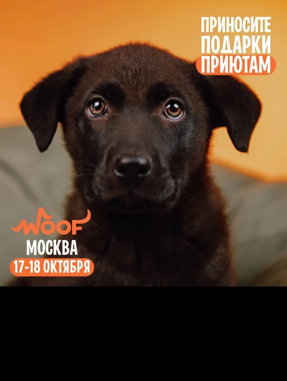 Мы приедем на юбилейный WOOF FEST — и будем очень рады, если вы нас поддержите!🐾