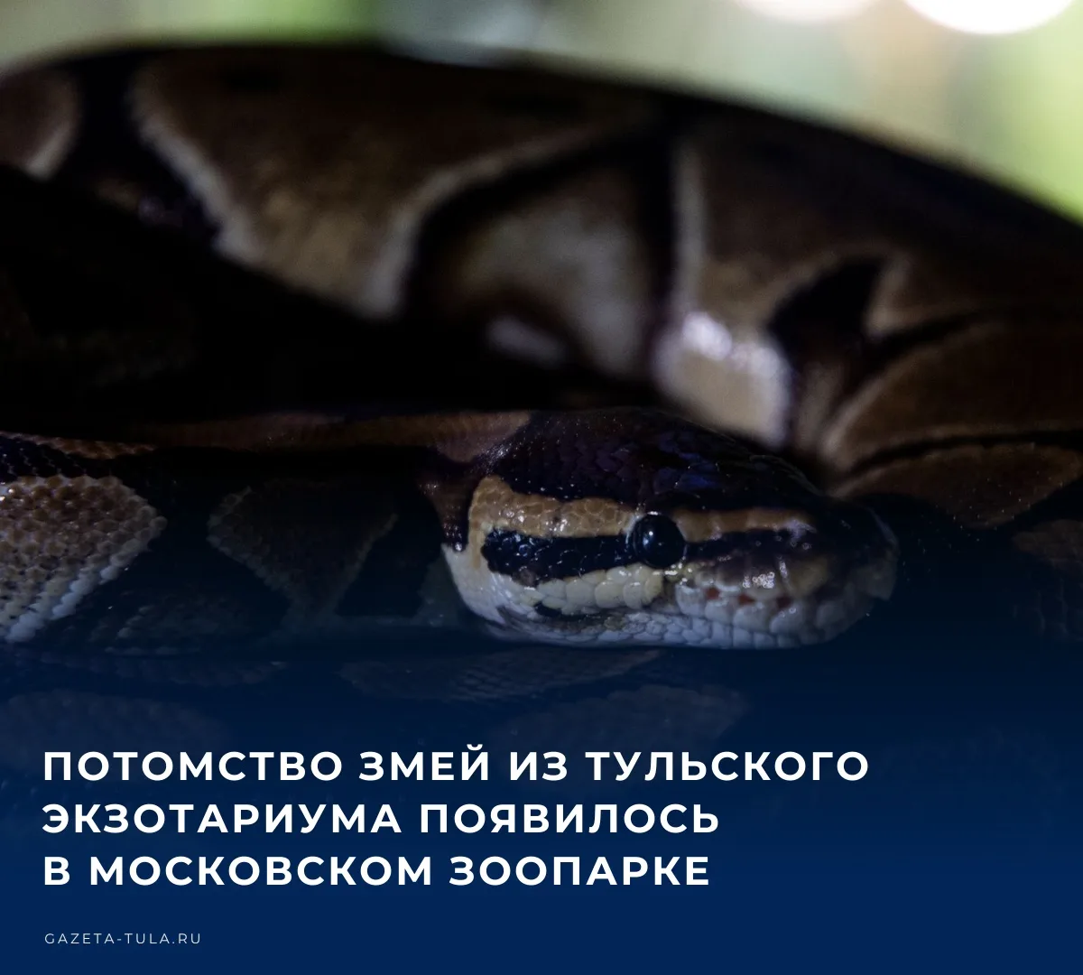 🐶 В Центре воспроизводства редких видов животных Московского зоопарка родился 21 детён...