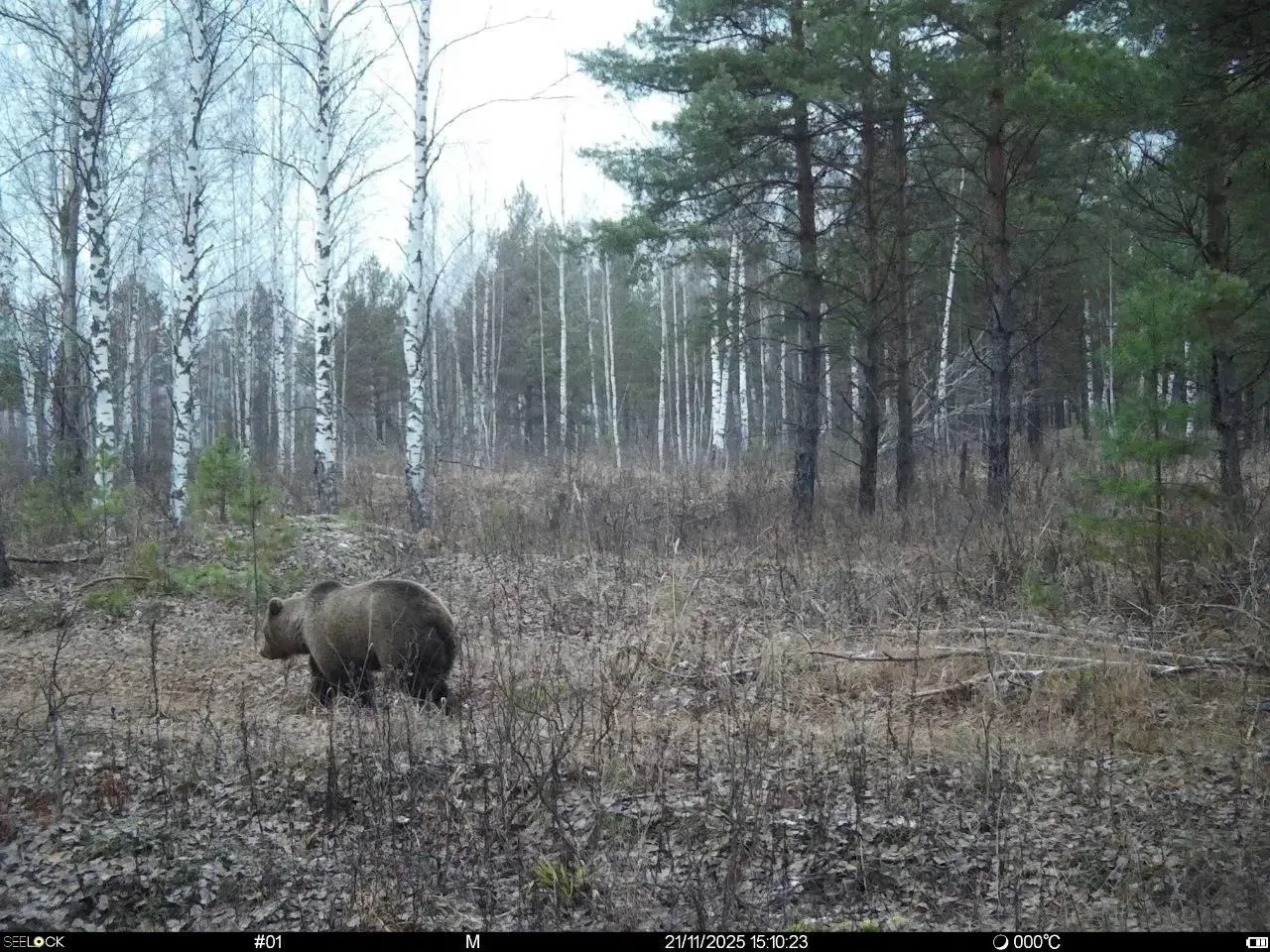 🐻 В Нижегородской области растёт число встреч с медведями вблизи населённых пунктов