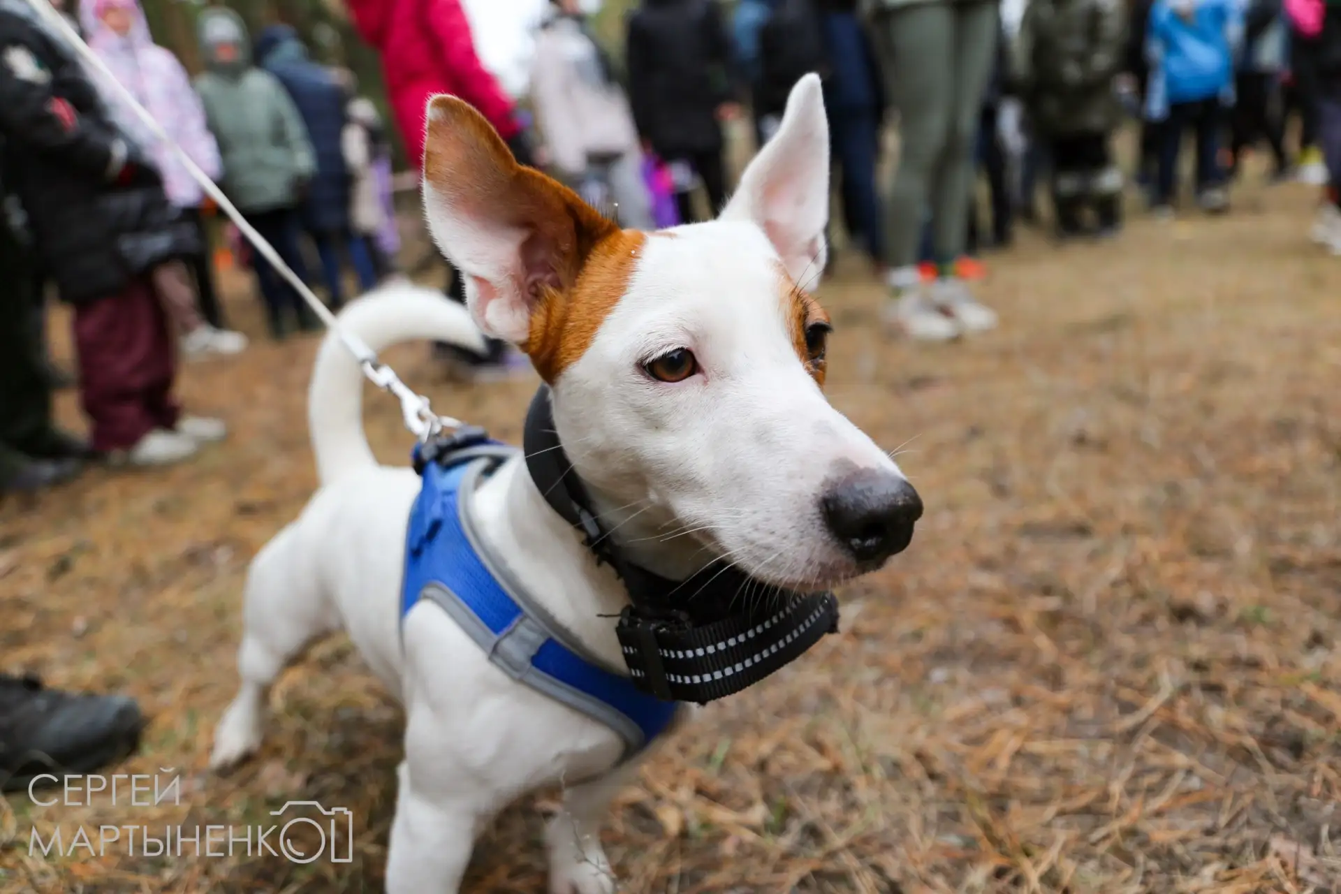 🐕 Кто кого будет выгуливать эти два километра?