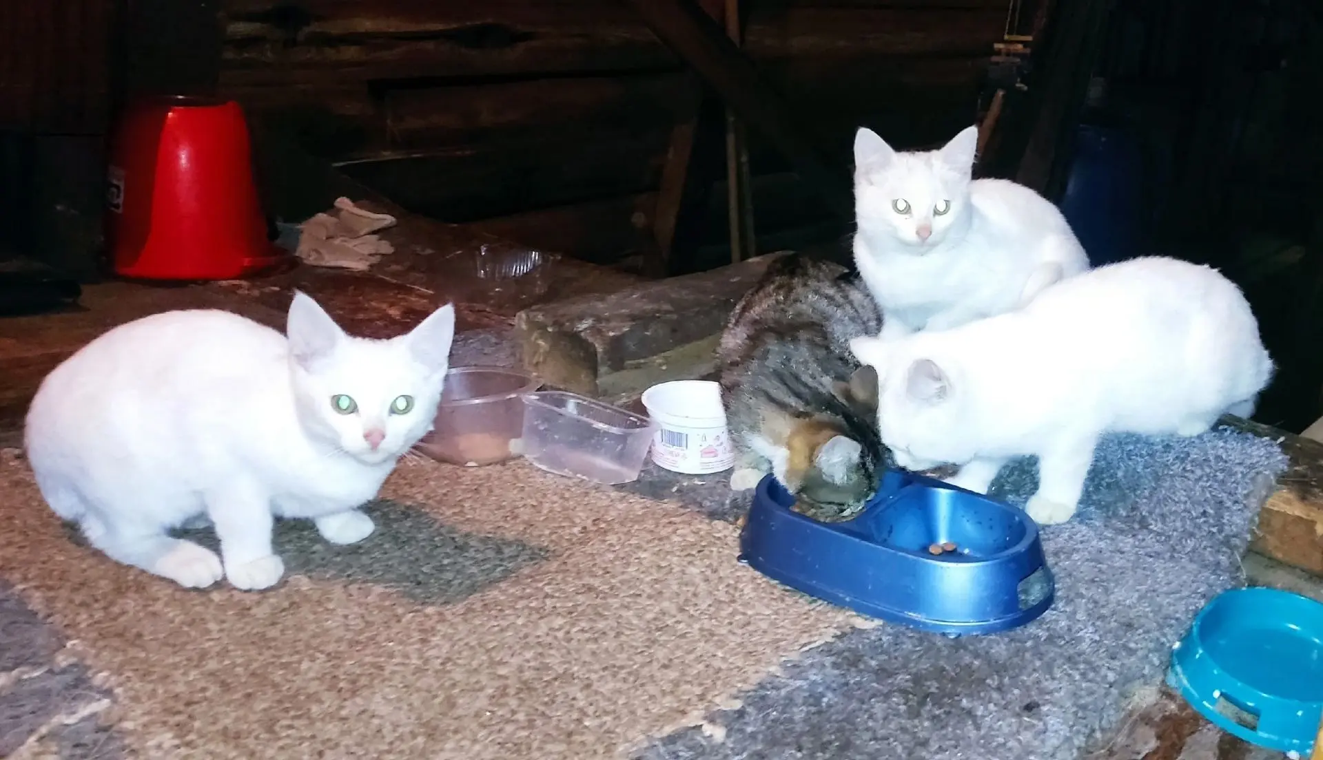 В Архангельске мерзнут на улице очаровательные котята😢