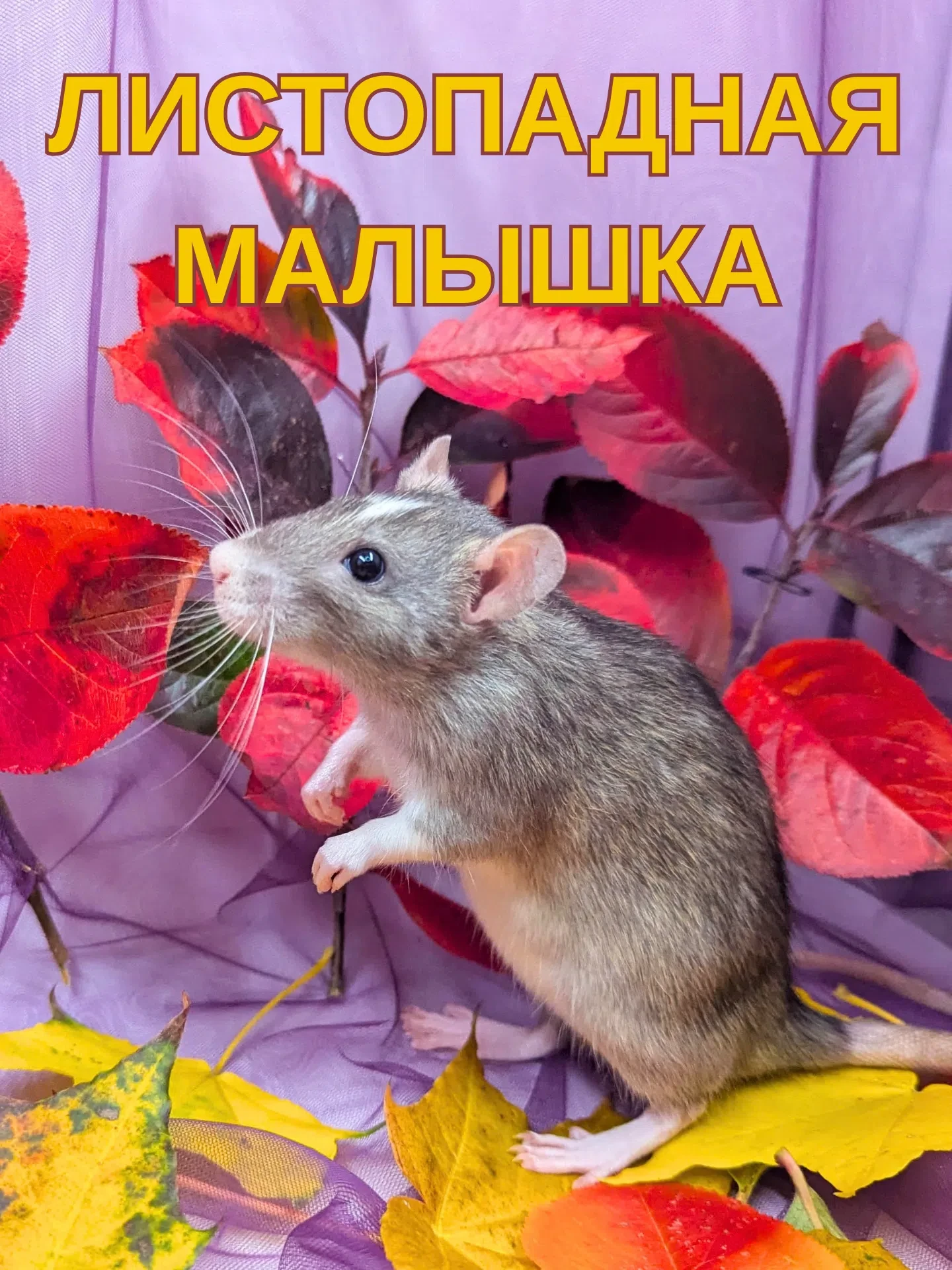 🍂Это наша маленькая осенняя девочка — любопытная, смелая и совсем ручная. Ей очень пон...