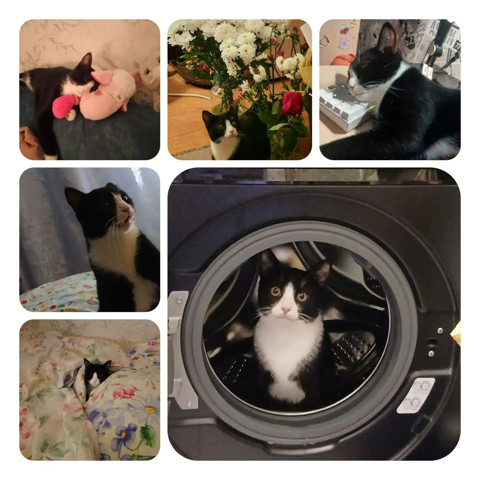 Кот по имени Чипс😻год хрустящего счастья, вредности и большой любви. Говорят, что не м...