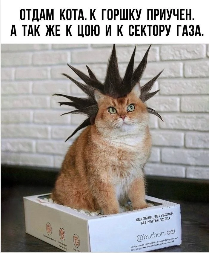 Подпишись на Приколиста