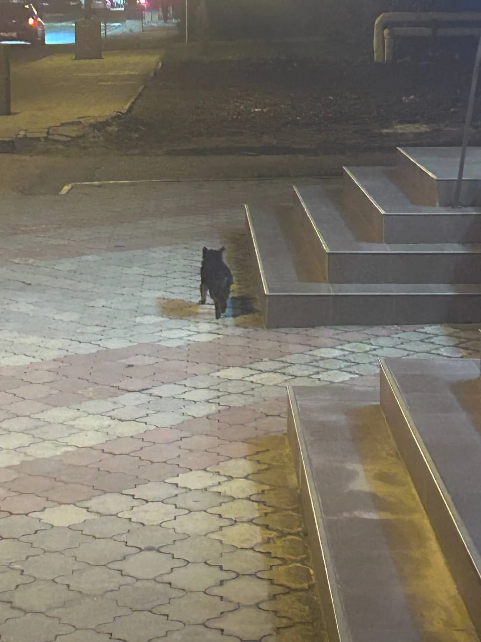 Здравствуйте, опубликуйте в паблик, пожалуйста новость. потерялась чихуахуа в районе ки...