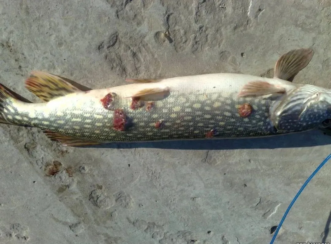 Водоёмы Нижегородской области охватила эпидемия щучьей чумы