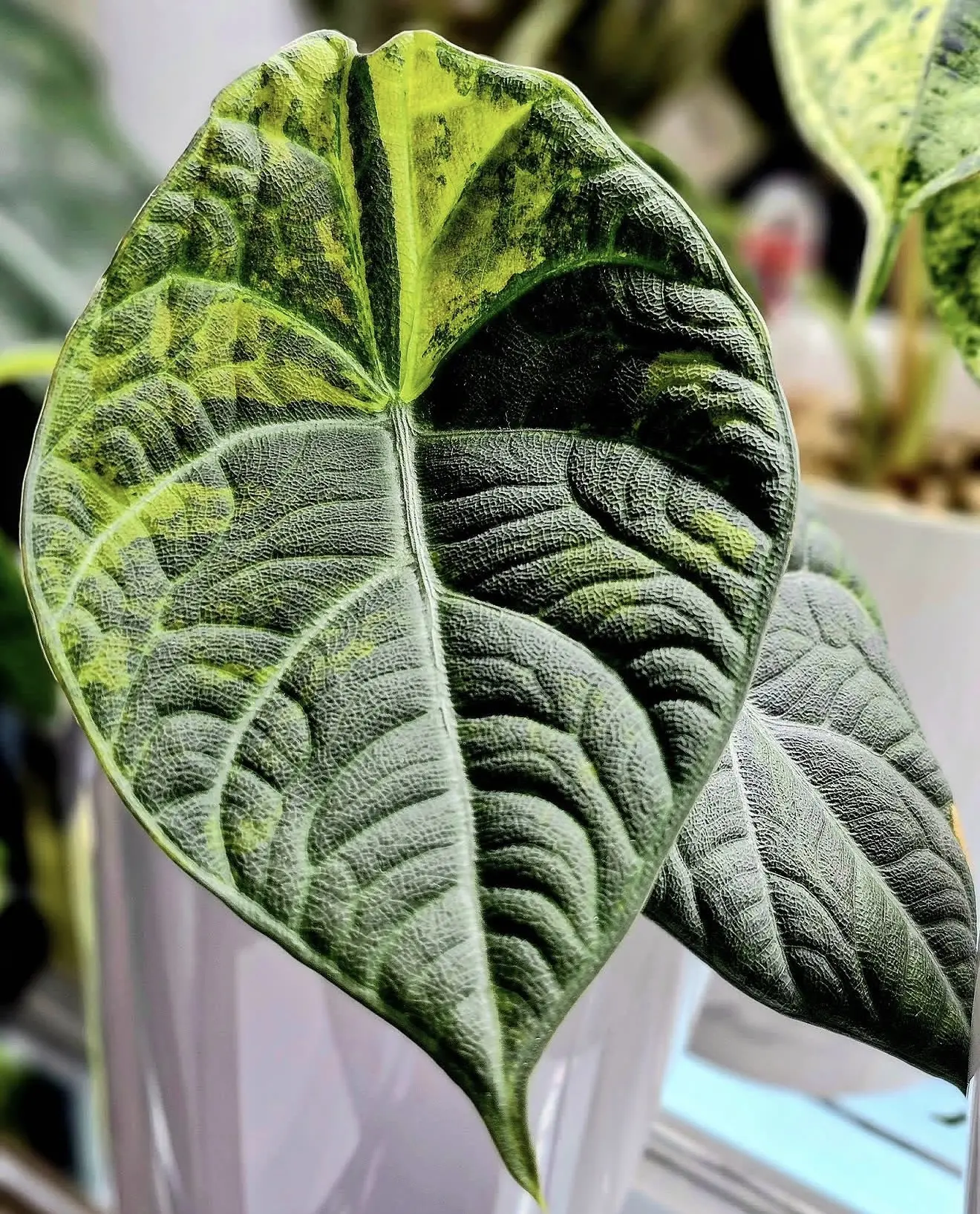 🌿Алоказия Махарани Аурея вар