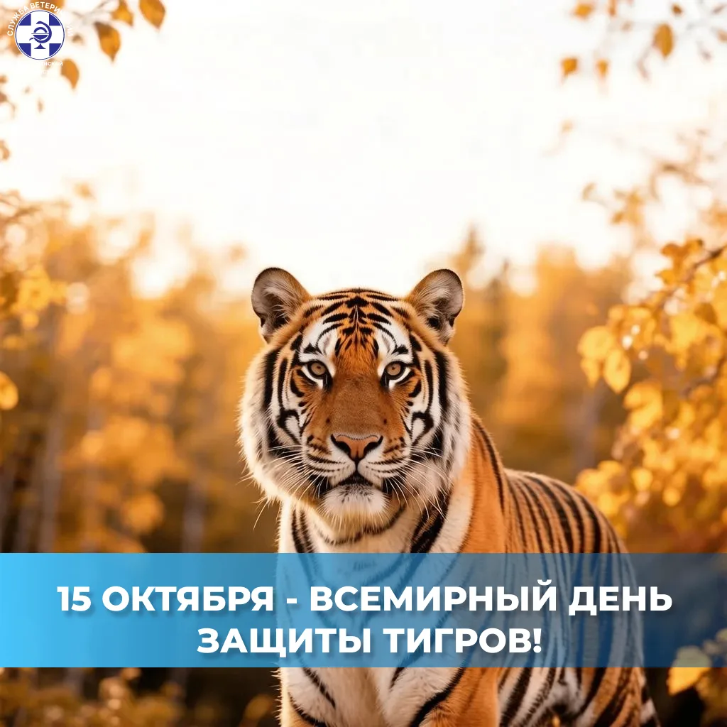 🐅 15 октября — Всемирный день защиты тигров!