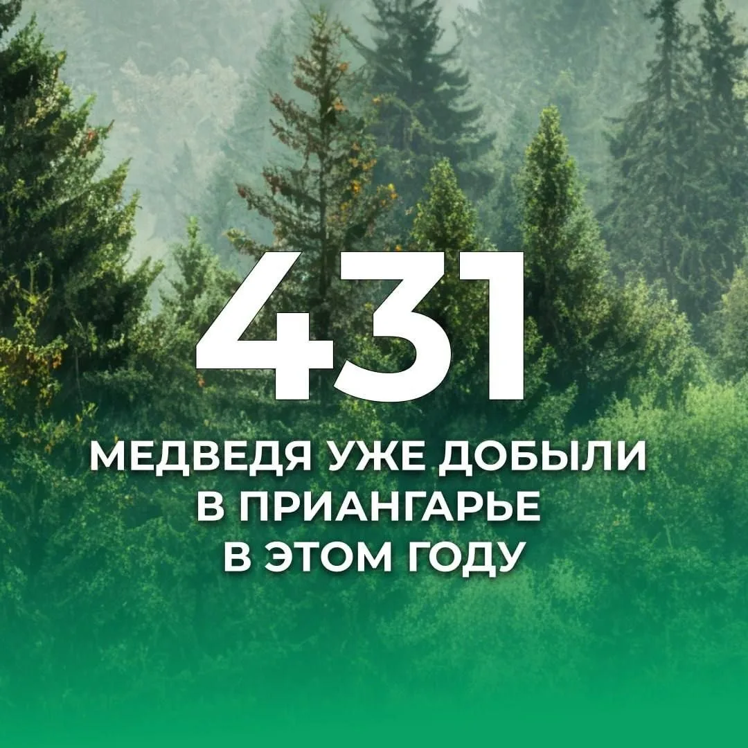 431 медведей за год: в Иркутской области продолжается регулирование численности хищников.