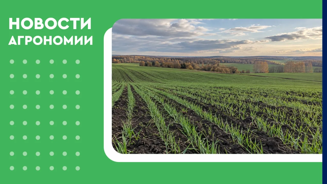 🌾 Кубань готовит 1,8 млн гектаров под озимые