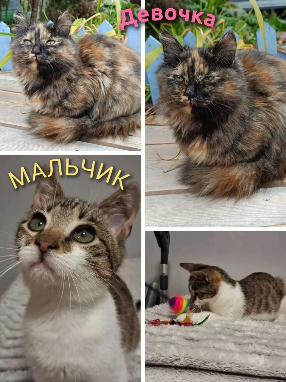 💰 БАРАХОЛКА