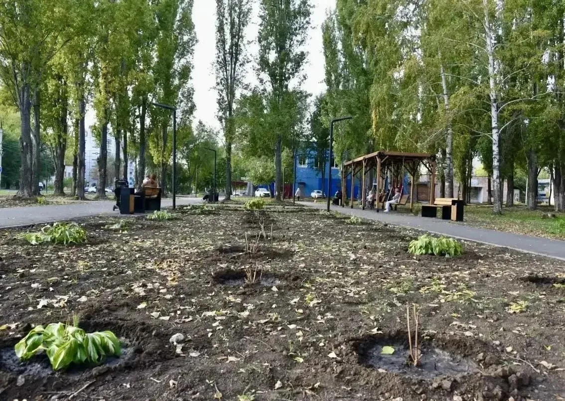 Новый сквер в Балаково украсили декоративными растениями