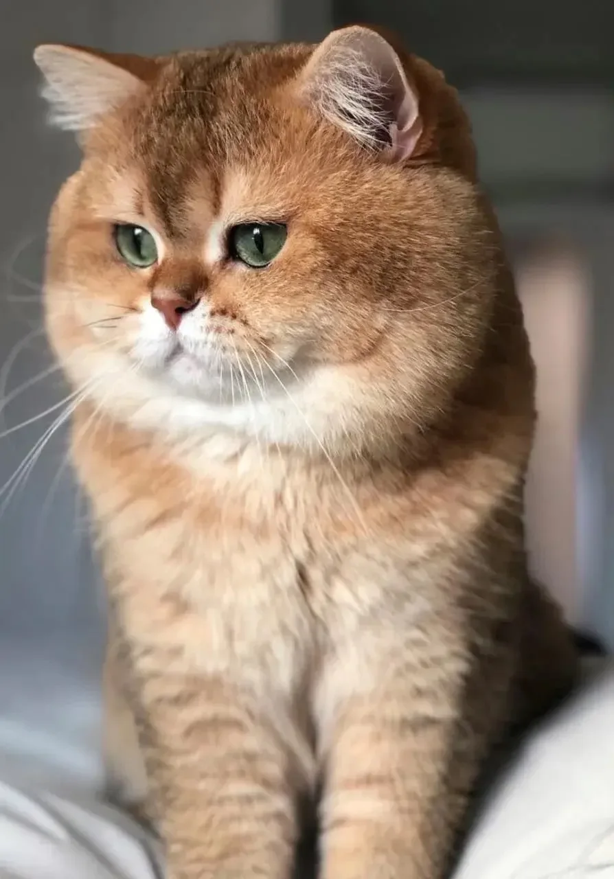 🐾 В ПОИСКАХ ДОМА