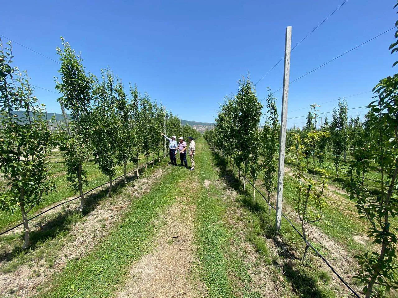 🌳 Аграрии Дагестана с начала 2026 года заложили более 600 га садов.