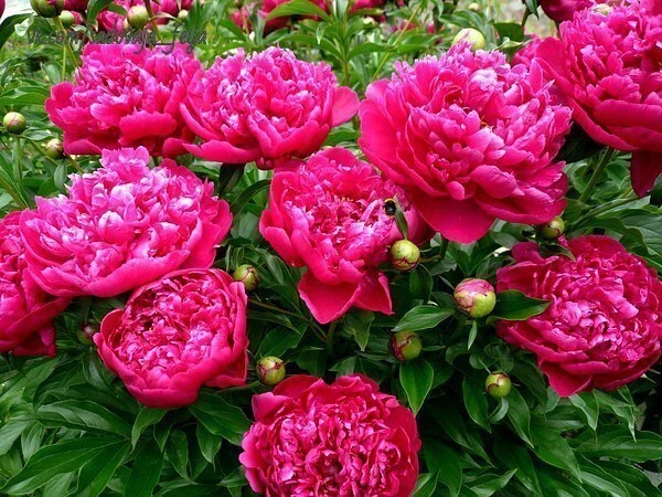 ПИОНЫ ОТЦВЕЛИ - ЧТО ДEЛАТЬ? 🌺 Ошибки цвeтоводов