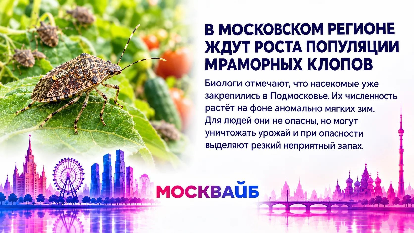 🪲Биологи предупредили жителей Московского региона о росте числа клопов-вонючек
