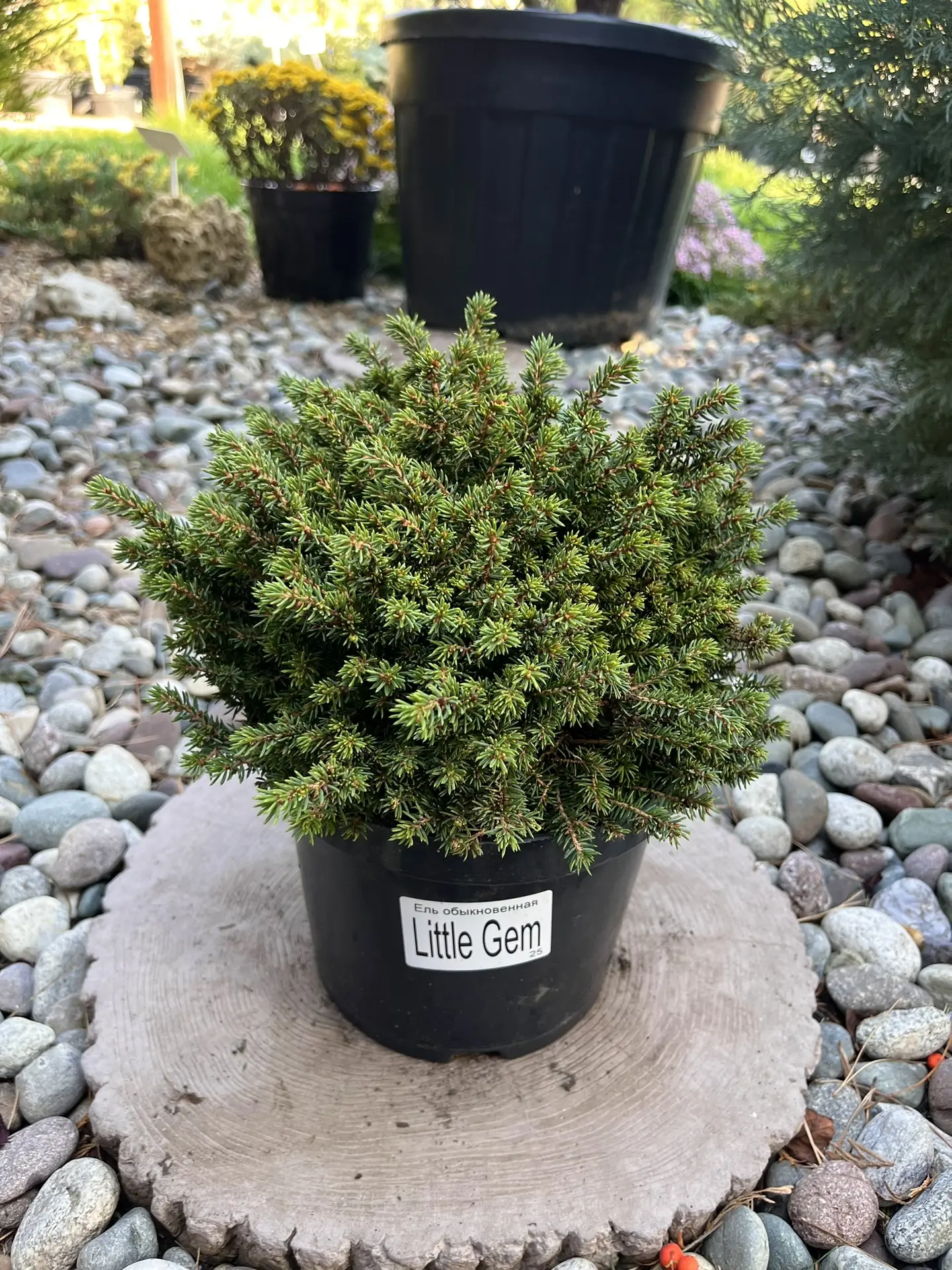 Ель обыкновенная Little Gem !🌲💚