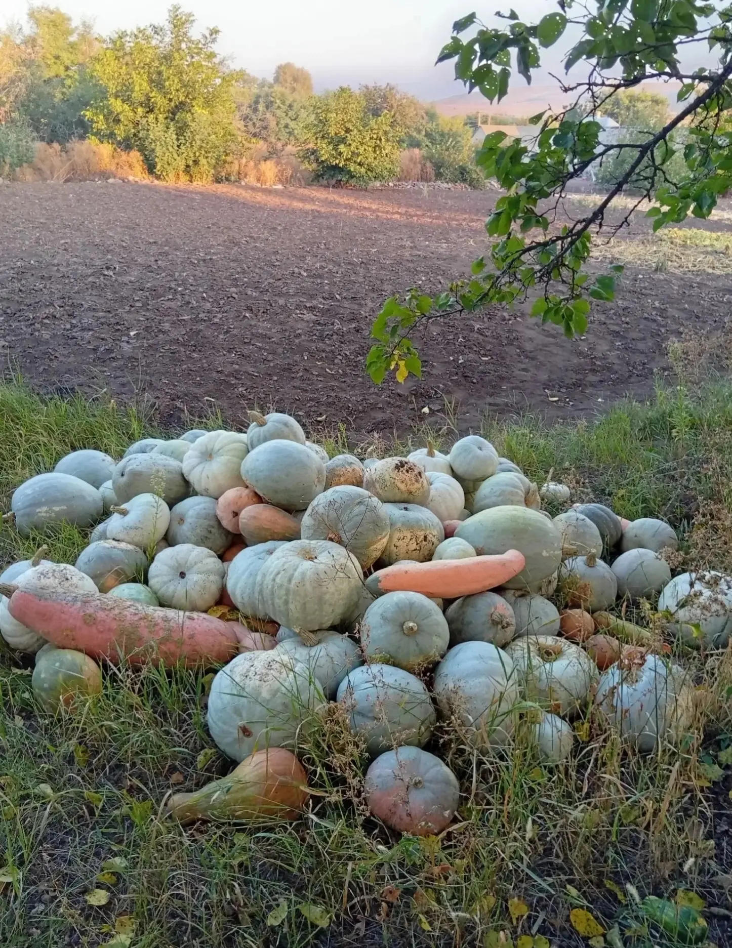 Продам тыкву! 7₽/кг. Самовывоз. Амвросиевский р-н. +79491583640