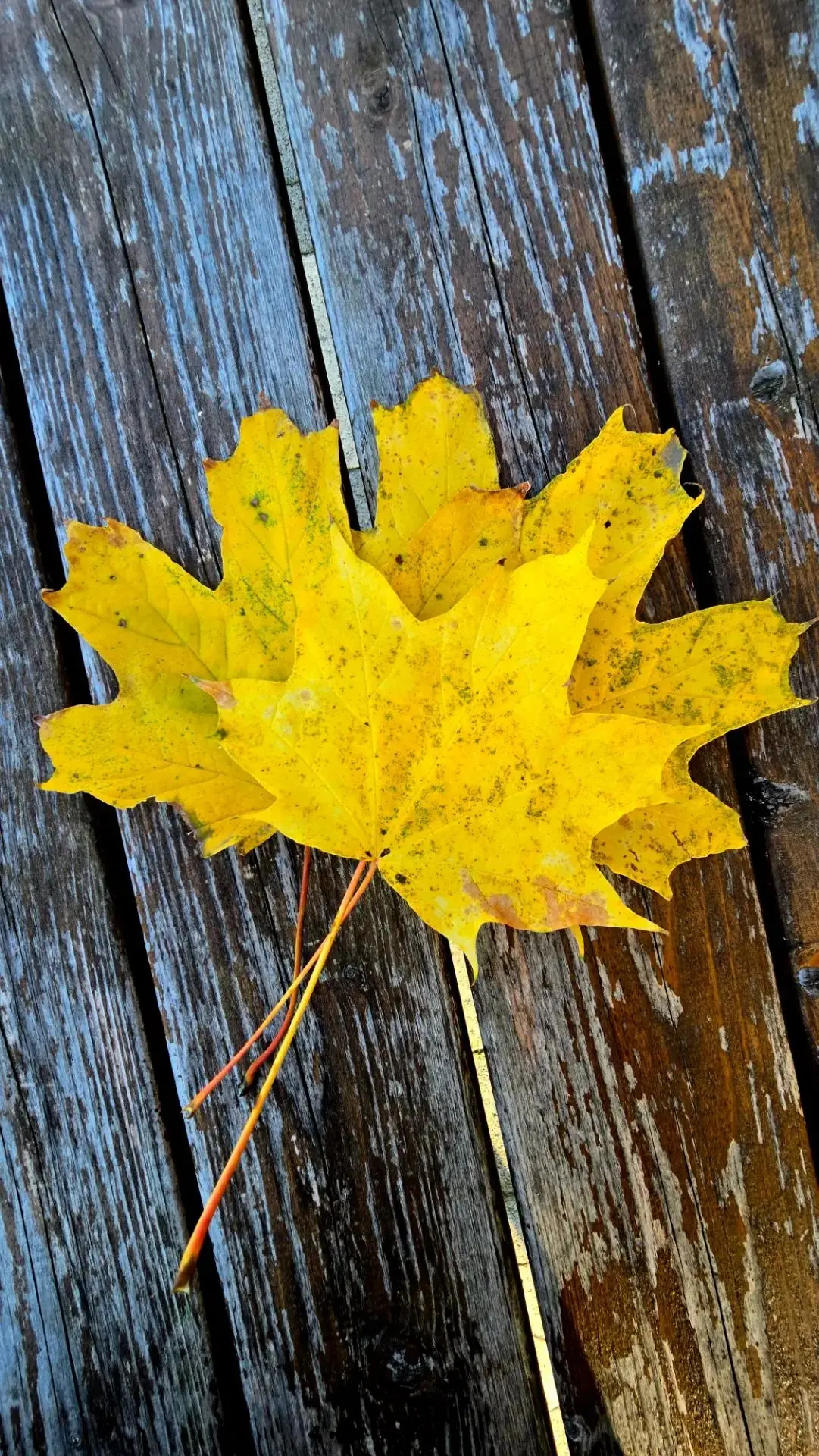 Октябрьский привет, сотканный из солнца и воспоминаний.🍂