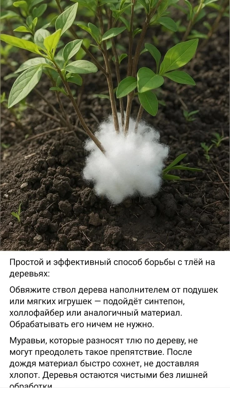 Защита деревьев от тли с помощью синтепона🪄