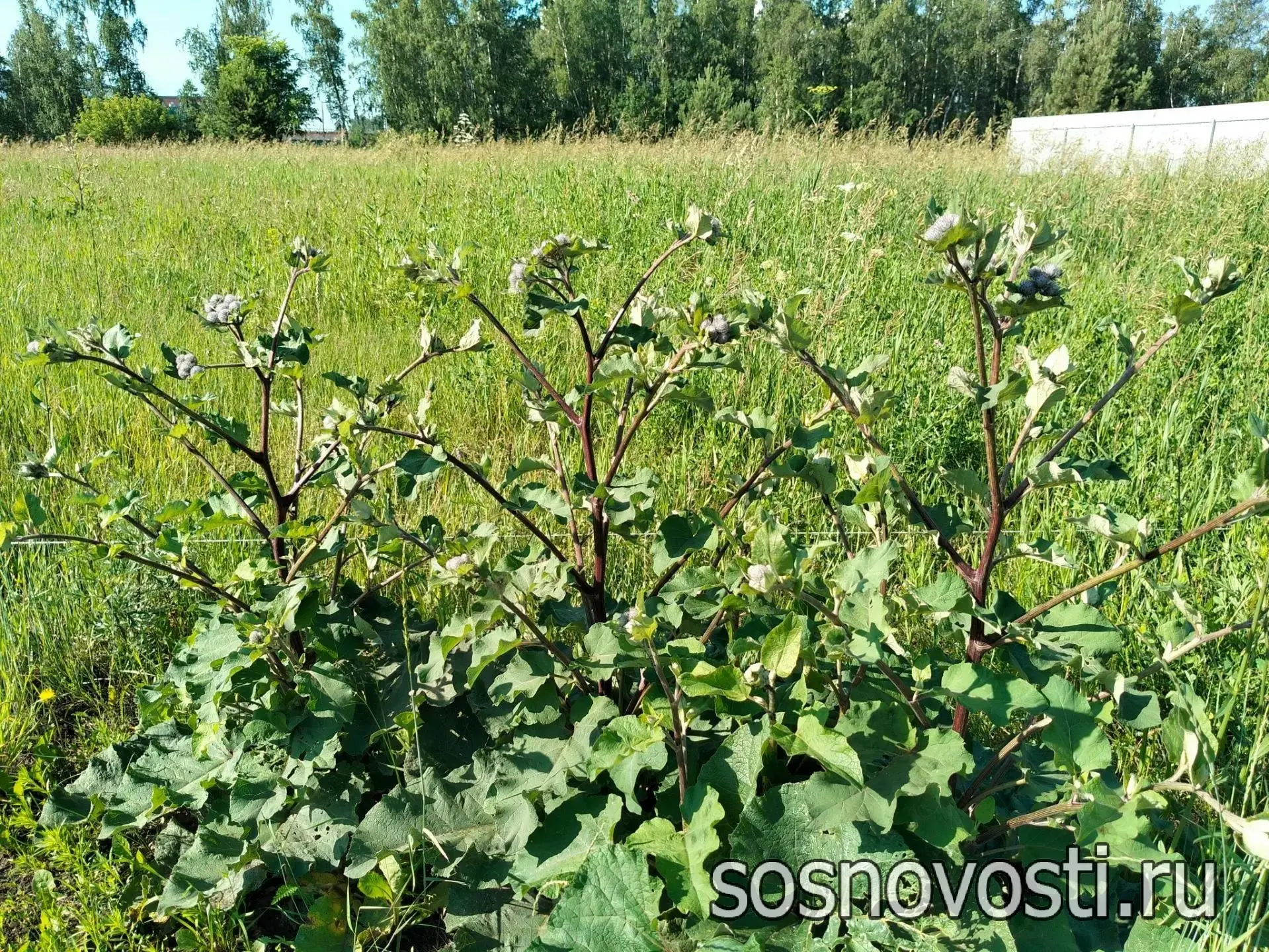 Собственницу участка в Сосновском округе оштрафовали за сорняки