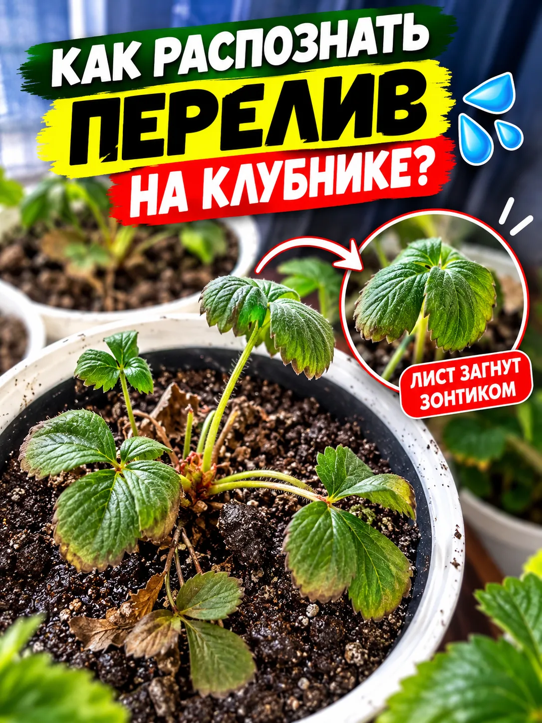 🌧️ Как распознать перелив на клубнике: 7 признаков, которые нельзя игнорировать