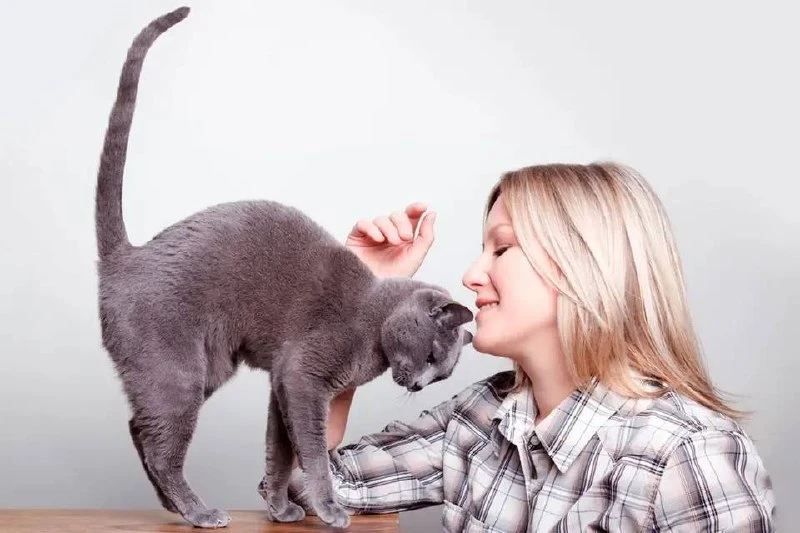 🧘🐈 Пропустил йогу – не беда. Просто погладь кота: какие ритуалы помогут снять тревожн...
