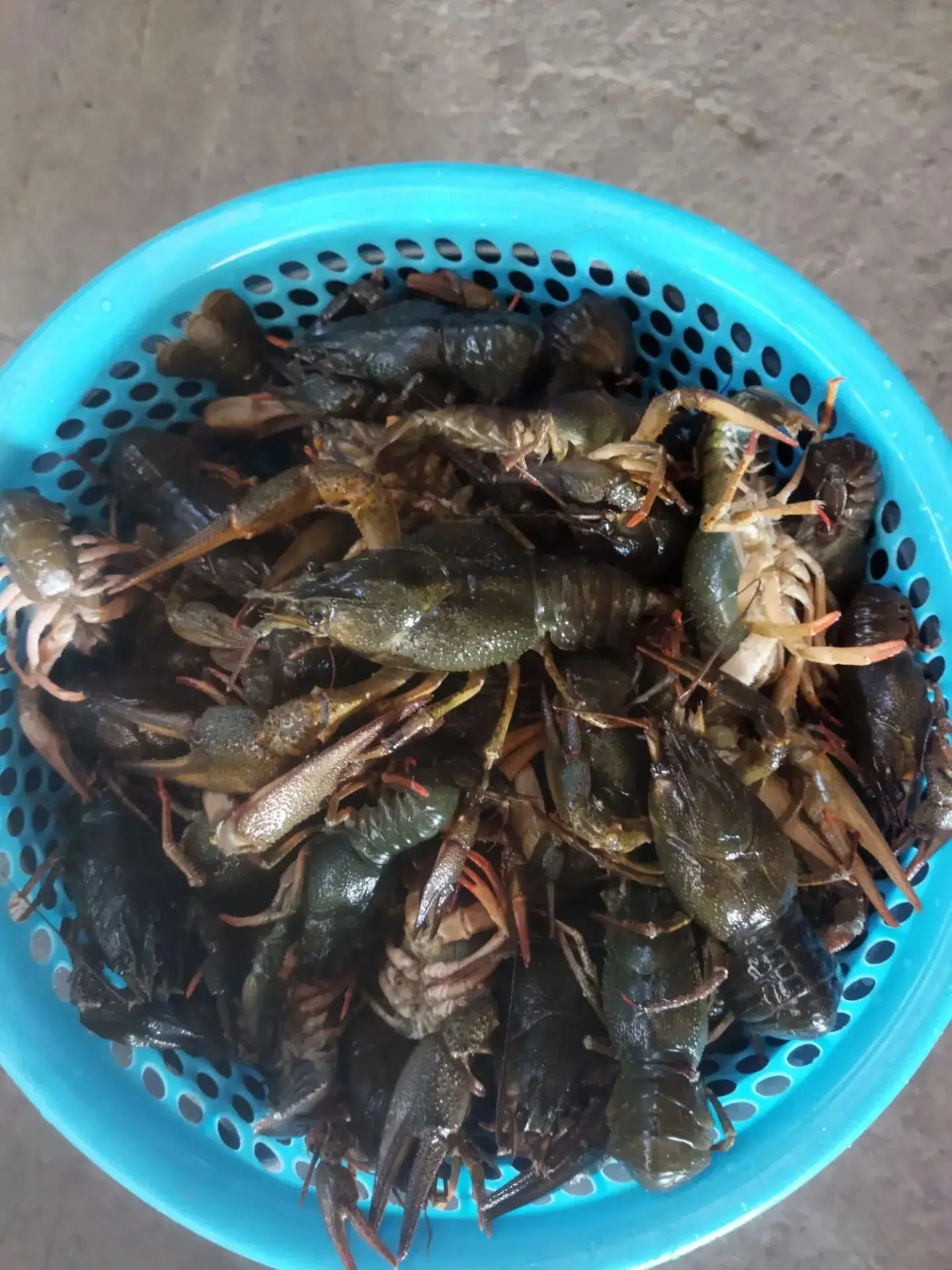 Продам живой рак 2 кг, звонить