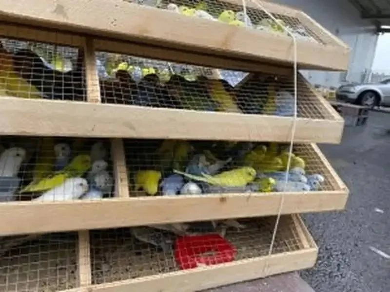 🦜 Пернато-хрюкающий десант прибыл в Хабаровск из Москвы