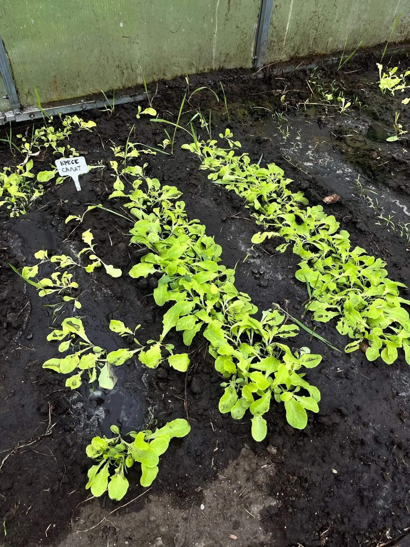 🌱 В теплице Большеатмасской школы кипит жизнь!