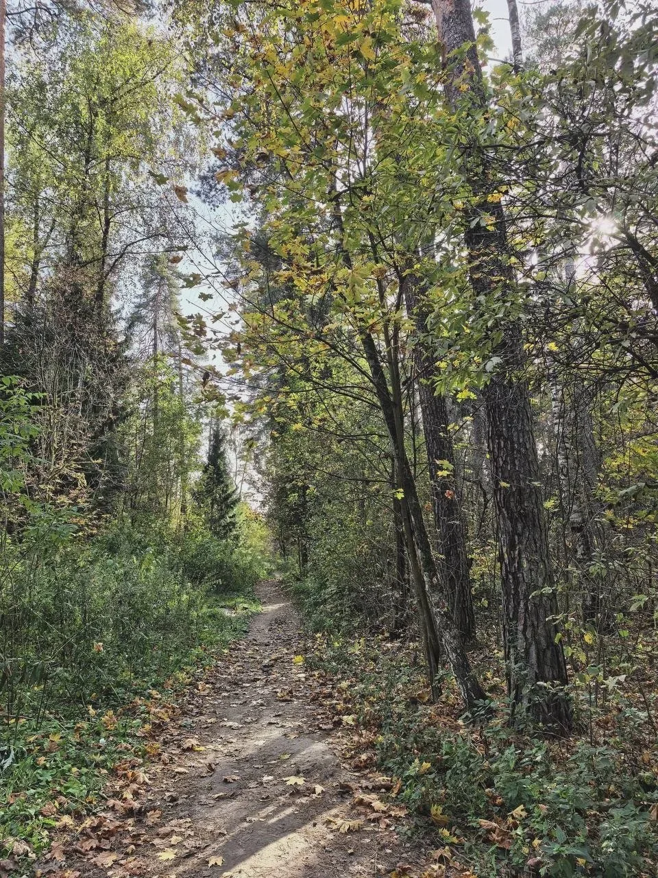🍁 Лес в Балашихе осенью