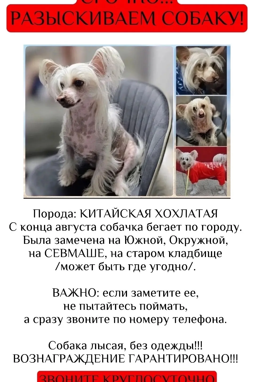 ‼️Северодвинск ‼️ собака все еще на улице, не найдена. Волонтеры днями и ночами ходят н...