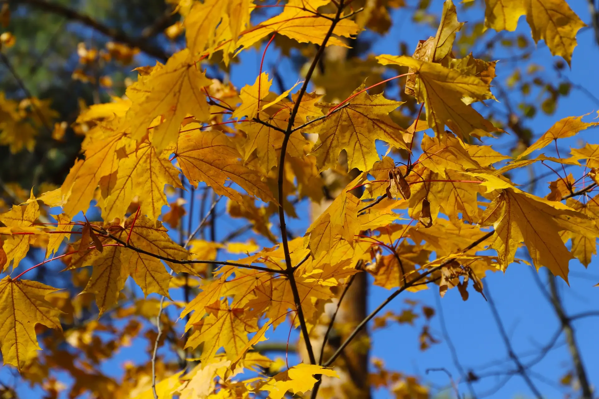 🍁9 октября.
