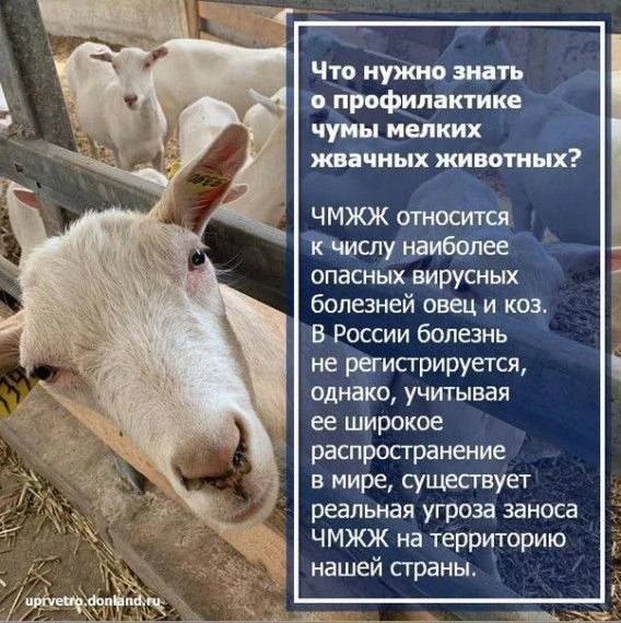 ЧУМА МЕЛКОГО РОГАТОГО СКОТА – это вирусная болезнь овец и коз, протекает остро и подост...