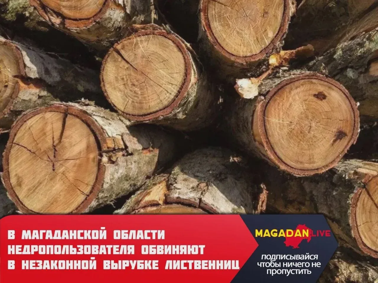 В Тенькинском округе расследуют незаконную рубку