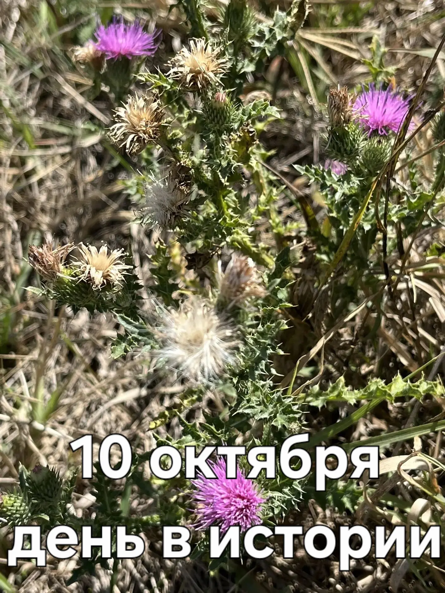 А знаете ли вы, что ❓
