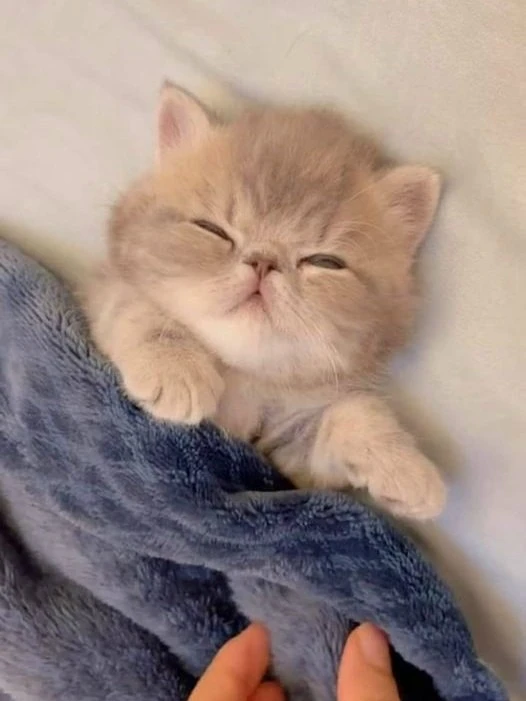 Доброе утро ❤️ сегодня мой вес 100.1кг (плюс 900гр)
