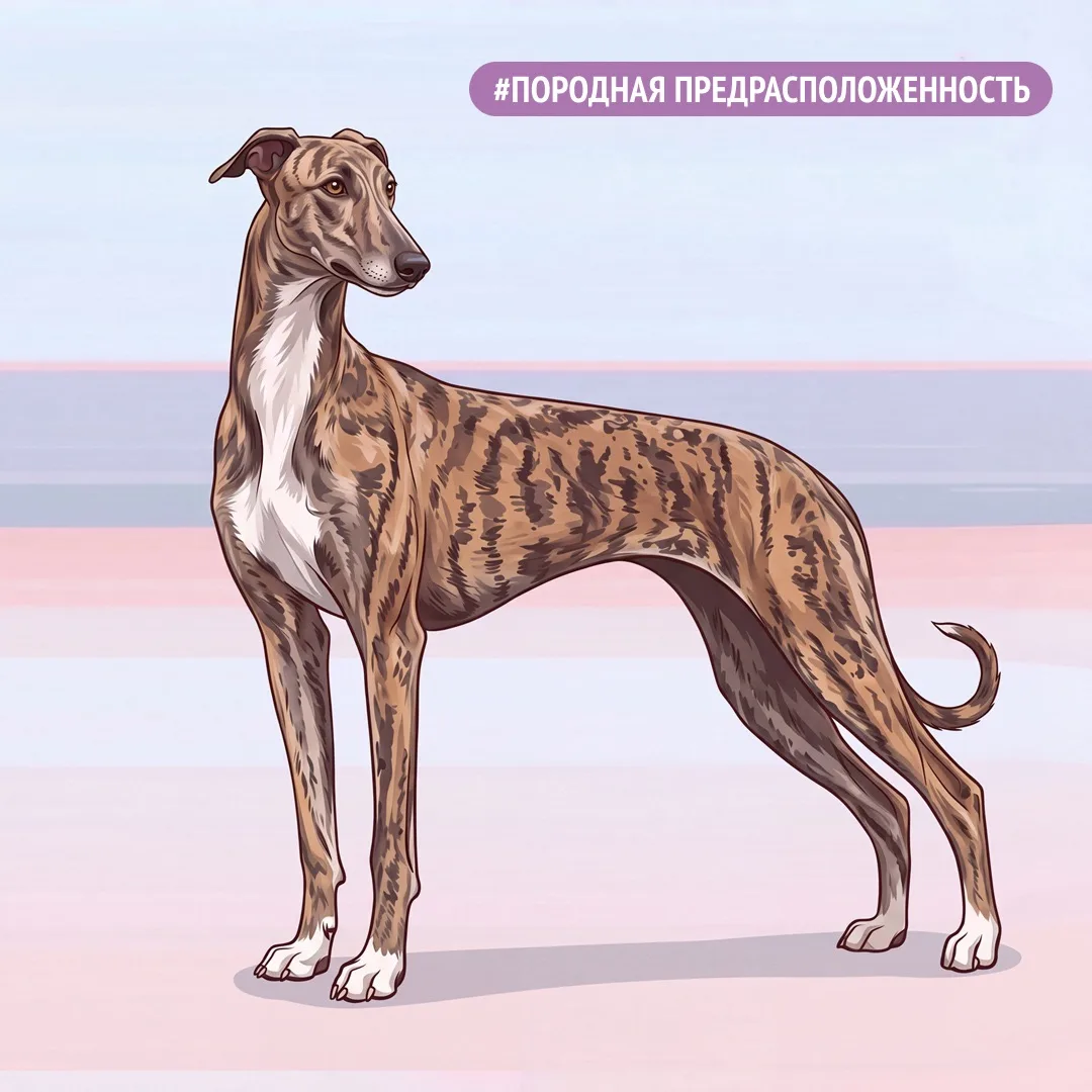 КРЕАТИНИН У ГРЕЙХАУНДОВ