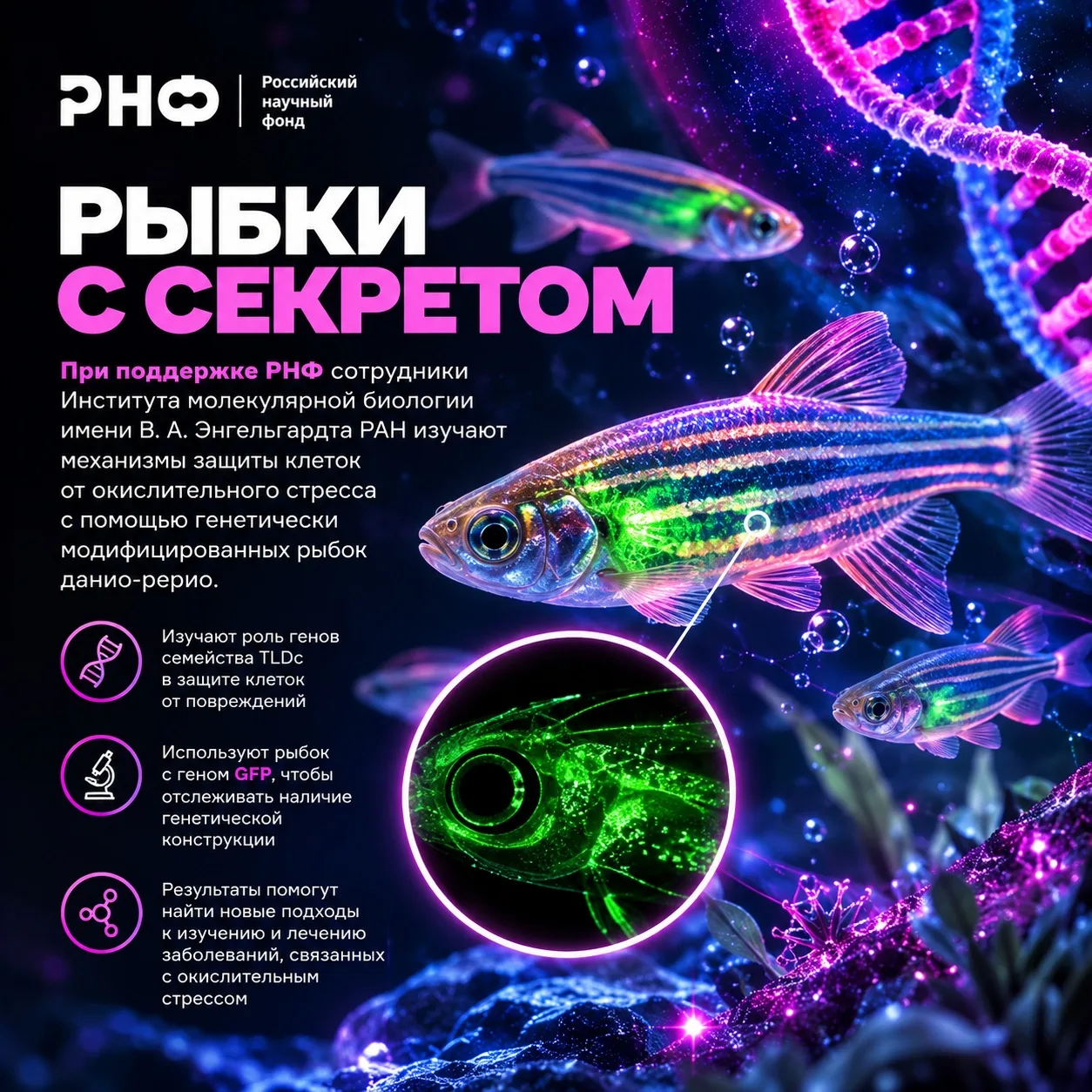 Рыбки с секретом: как светящиеся рыбки помогают изучать защиту клеток