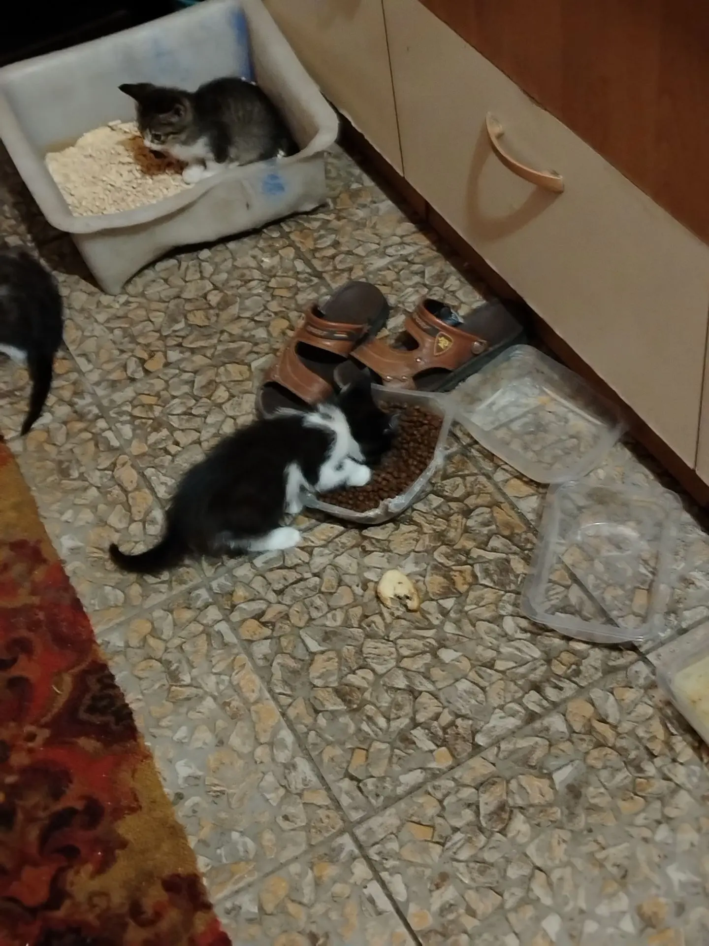 🏠 Отдам в добрые руки