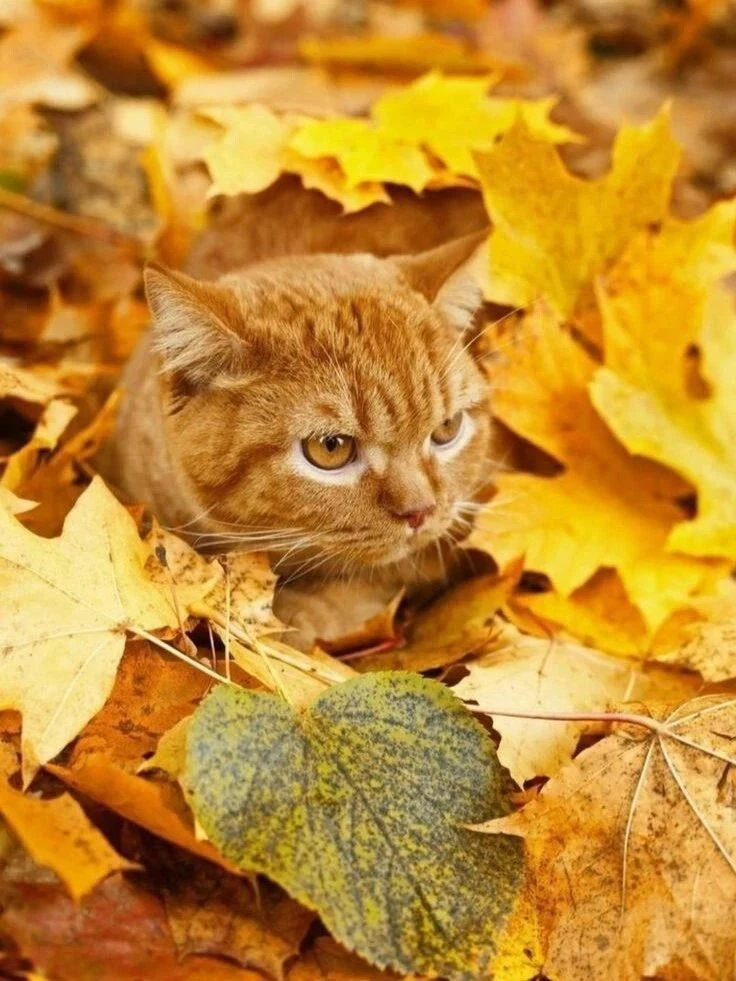 Они не курят, не пьют, не ругаются матом — они животные!
