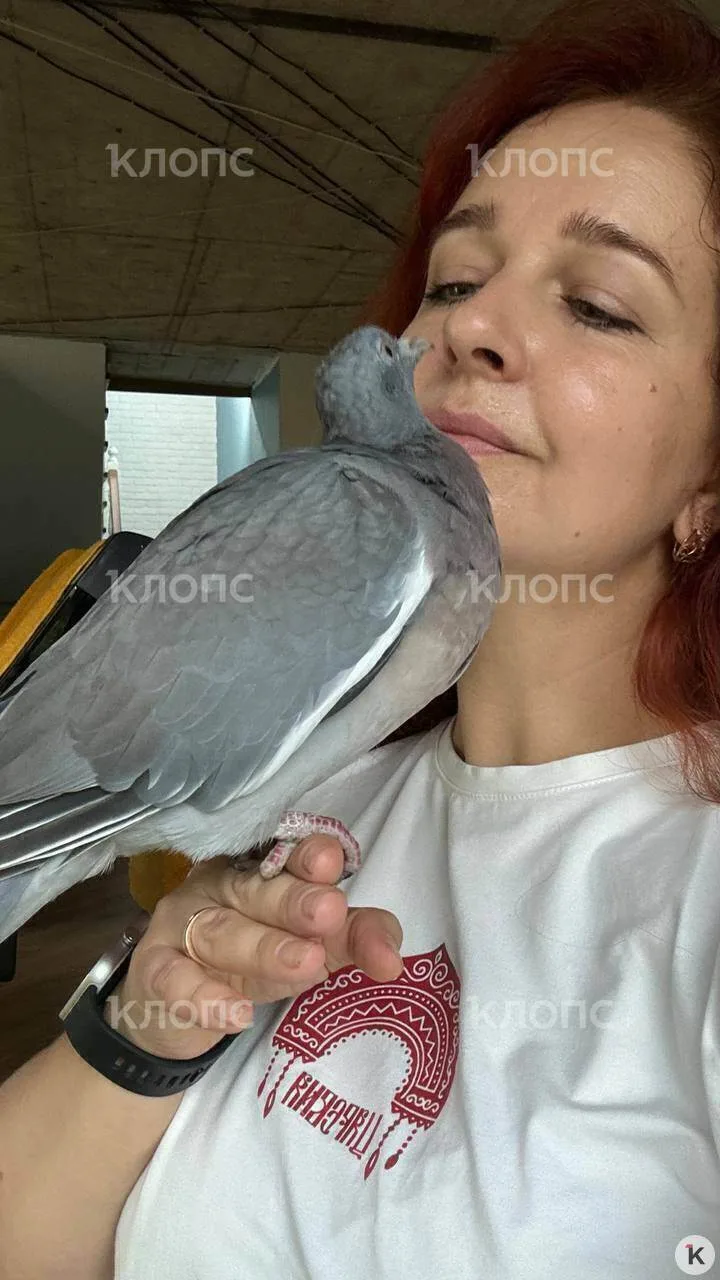 🕊 Калининградка вырастила ручного вяхиря, который однажды сбежал за 50 километров — и ...