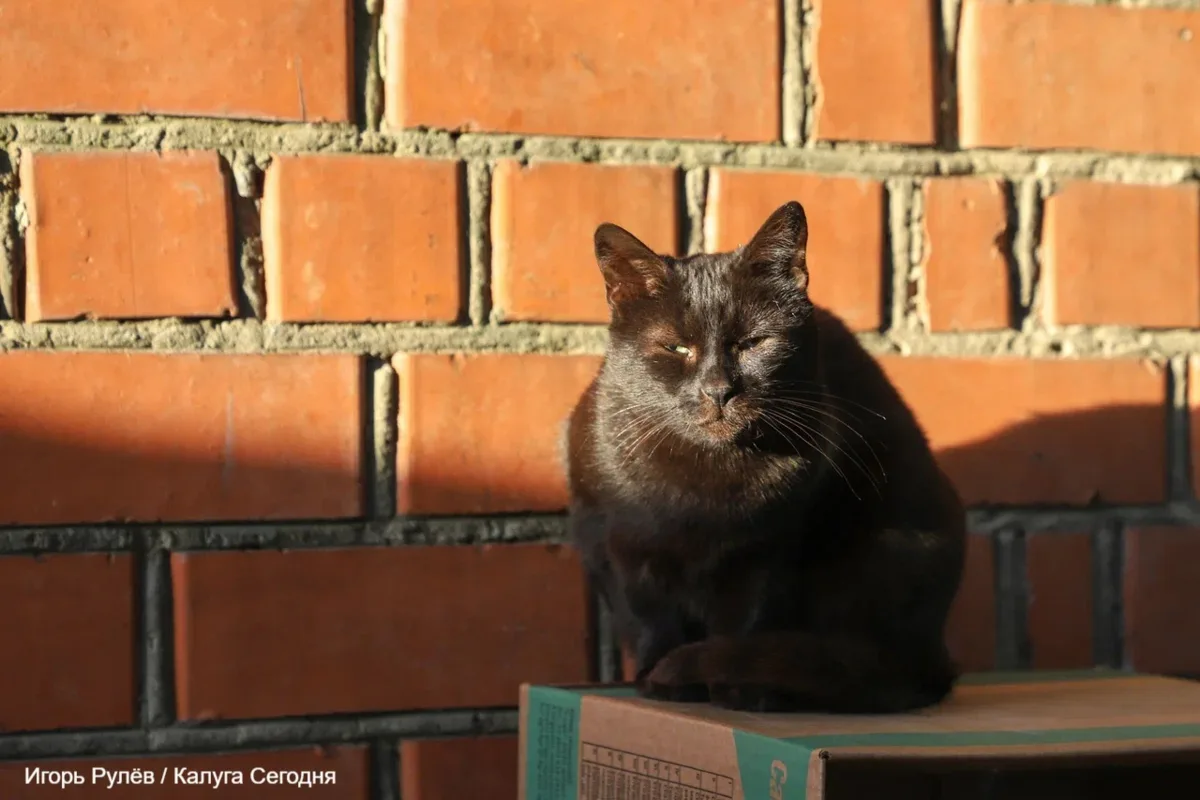 Одна минута внимания — и вы можете спасти чью-то жизнь🐱🐶