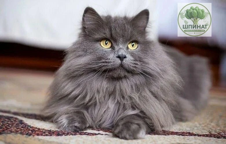 Кота, пропавшего 571 день назад, смогли вернуть семье в США. Его нашли в другом штате б...