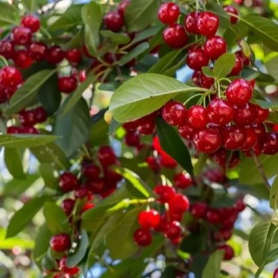 🍒 Двойное вишнёвое счастье: «Лада» + «Гирлянда» = Идеальный сад!